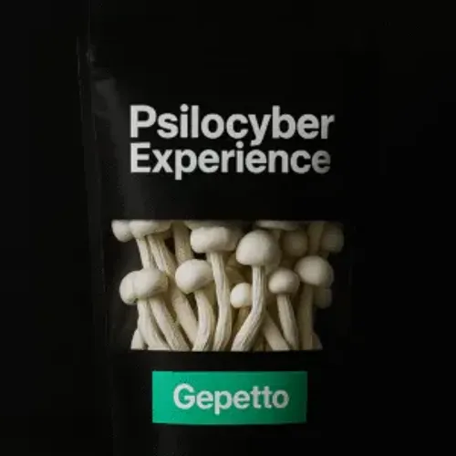 Cogumelo Mágico Psilocybes Cubensis