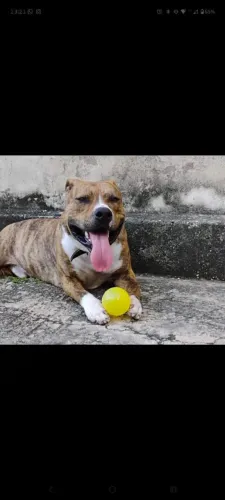 Doa_se pit bull