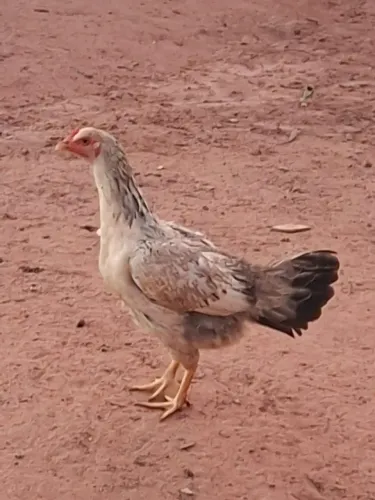 Galinha Caipira
