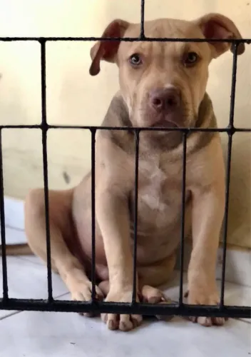 Filhote Brasilian Bull 4 meses