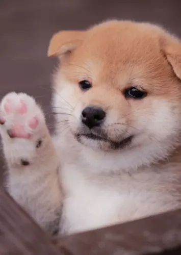 Shiba Inu 