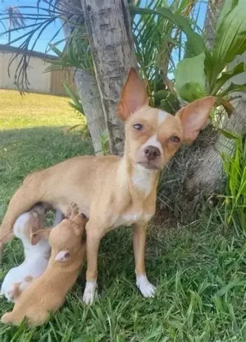 chihuahua x pinscher O amor da sua vida tem quatro patas e um rabinho abanando. Venha busc