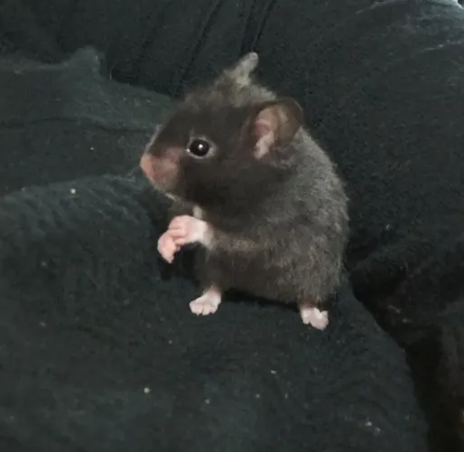 Hamister sírio 