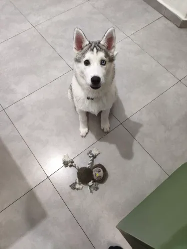 Vendo filhote de Husky Siberiano