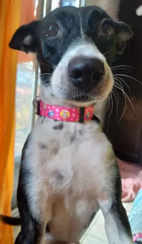 ADOÇÃO URGENTE! CACHORRAS CASTRADAS!