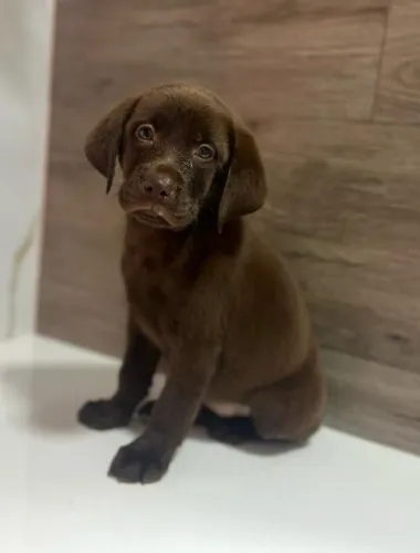 Labrador excelente companheiro