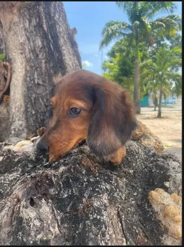 Canil de confiança dachshund pelo longo