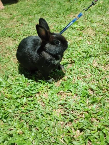 Procuro uma namorada para meu filho 