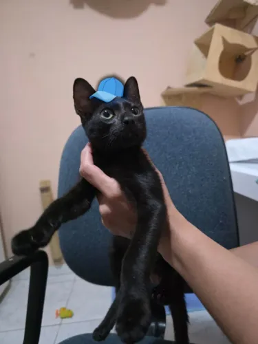 Gatinho preto para adoção responsável.