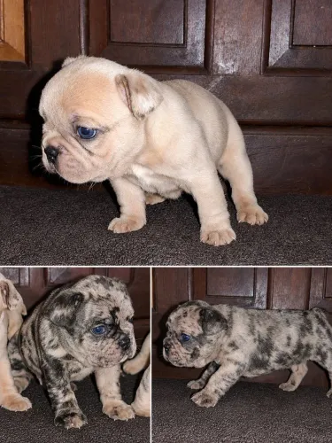 Filhotes de buldogue francês