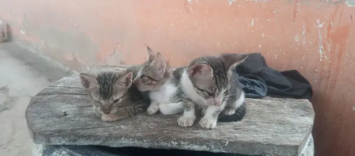 Doa- se gatinhos