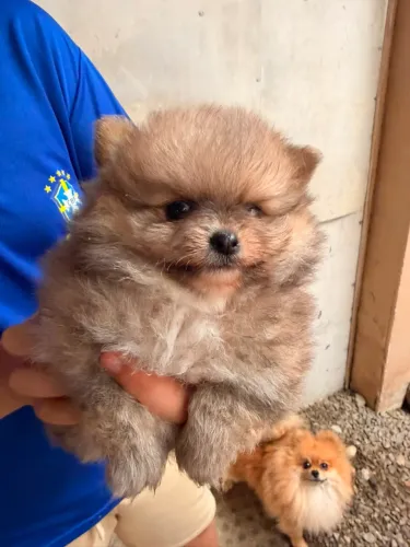 Lulu da Pomerania