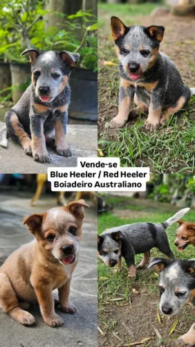 Bluee Heeler / Red Heeler / Boiadeiro Australiano 