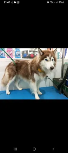 Filhote Husky Siberiano