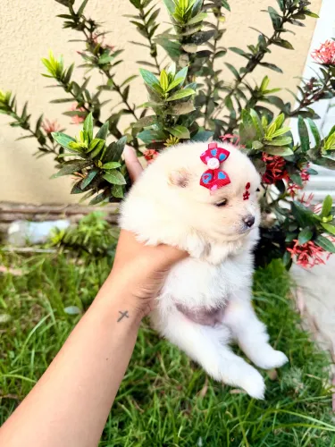 LULU DA POMERÂNIA FÊMEA PORTE ANÃO BABY FACE