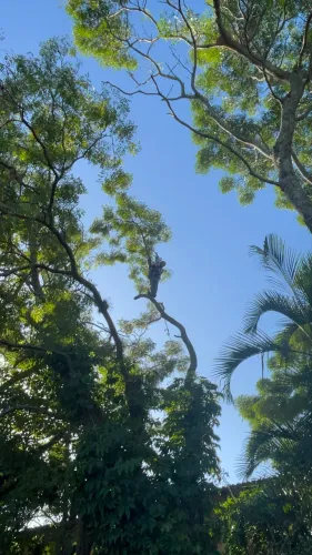 Poda jardim corte de árvores