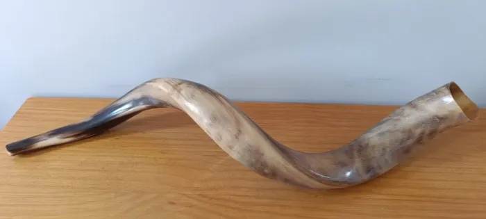 Shofar de Antílope ~87cm (68cm em linha reta)