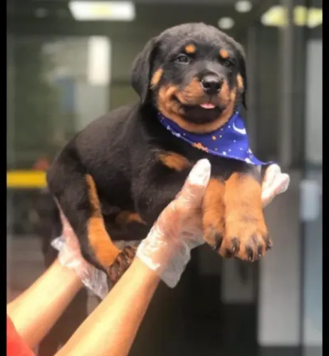 Filhote de Rottweiler Para Quem Busca Um Companheiro Especial