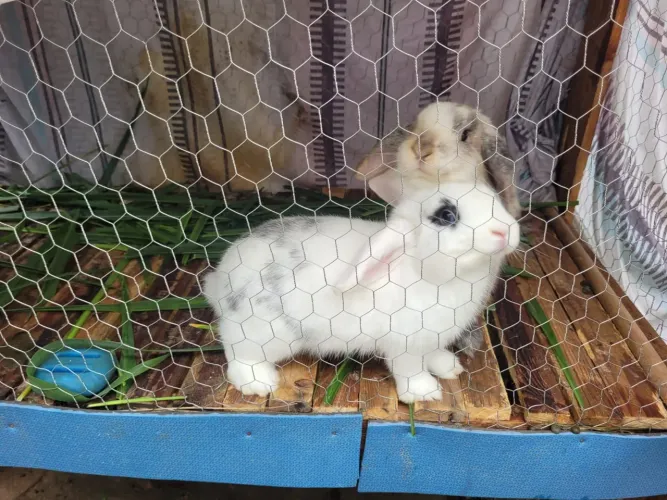 Coelho mini lop Uruguaio 