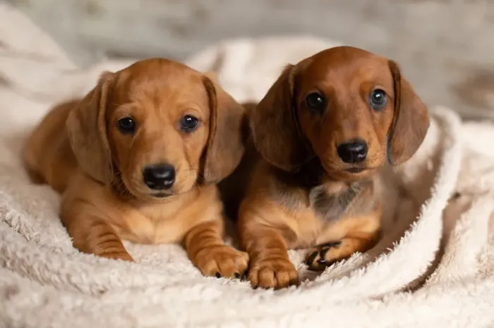 Mini Basset dachshund fêmea maravilhosas!!! Filhote 