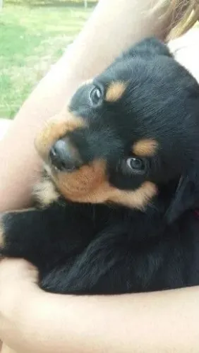 Rottweiler linda extrutura