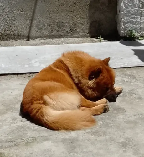 Doação de uma cadela Chow chow