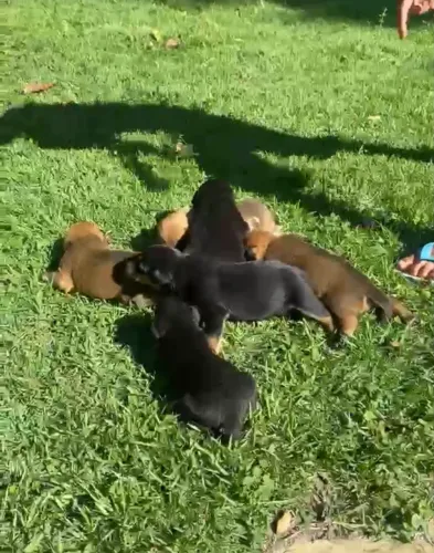 Filhote de Rottweiler com vira-lata