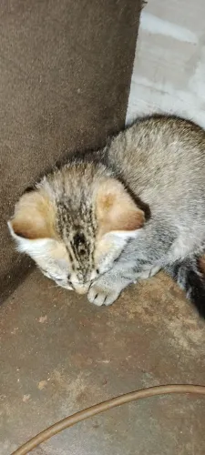 Doação de gato filhote