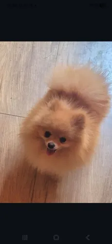 Filhotes fêmea de Lulu da Pomerânia