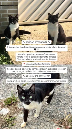 Gatinhos Frajolas para Adoção 