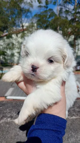 Filhote de ilhasa apso