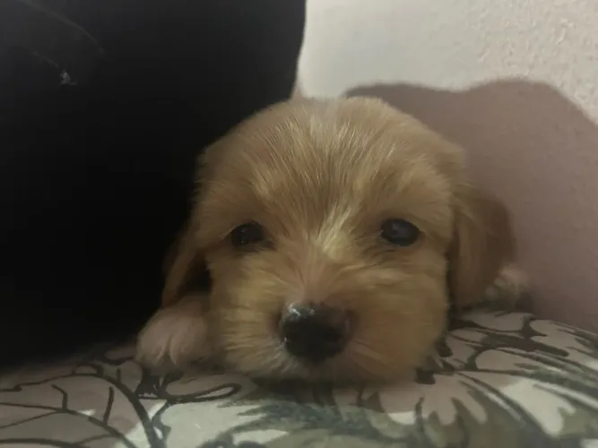 Vende se linda cachorrinha