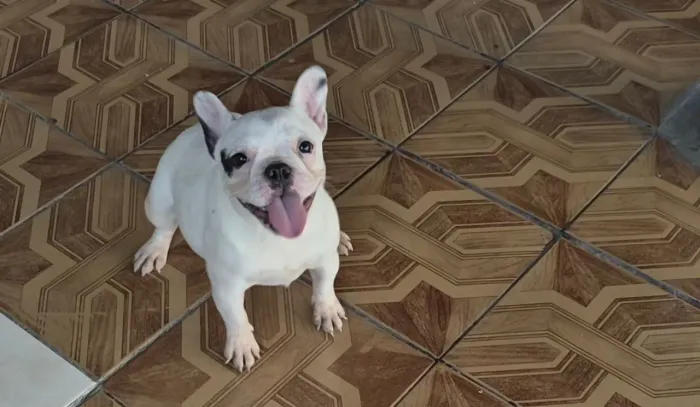 Mini femea de bulldog francês