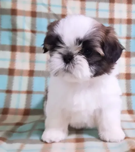Filhote shih tzu, venha conhecer seu novo amigo!