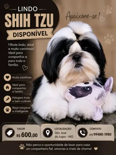 Shih tzu muito calmo e carinhoso a procura de um lar 