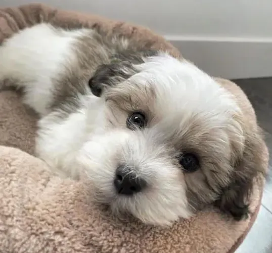 Lhasa Apso machinhos amigo fiéis