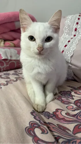 Gato filhote DOAÇÃO 