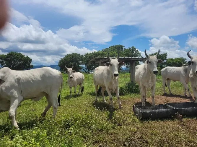 390 hectares 330 em pasto pronto no Pará R$ 65 mil o alqueire