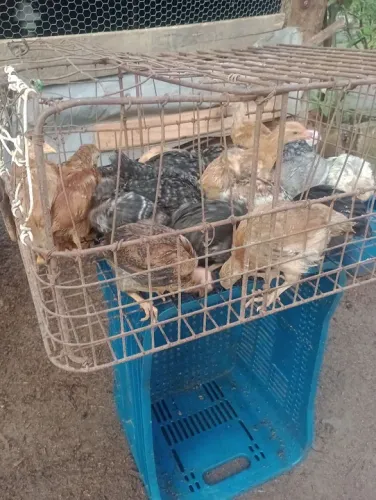 Frangotinhos linhagem pesadão