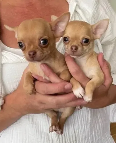 Chihuahua Macho Dourado: Filhote Que É Um Verdadeiro Tesouro!
