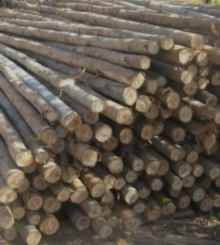 Escoramento de eucalipto 