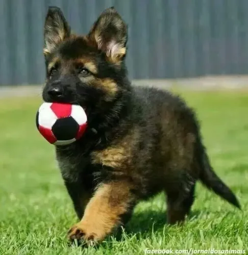 Pastor Alemão Pedigree, Assistência veterinária gratuita. whats *