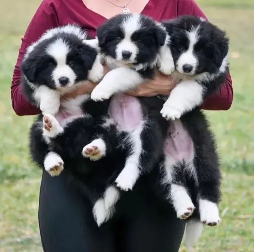 Filhotes de Border Collie | Ótima escolha para quem ama cães!