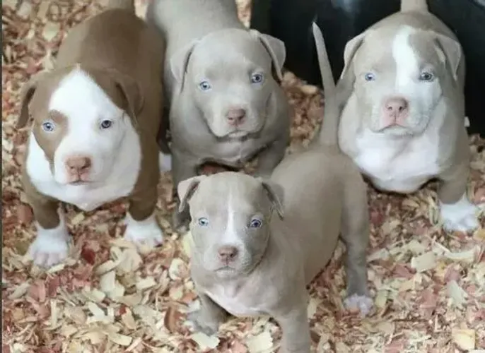 Filhotes dócil de American Bully à venda!