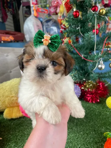 Shih tzu fêmea tricolor $2.100,00