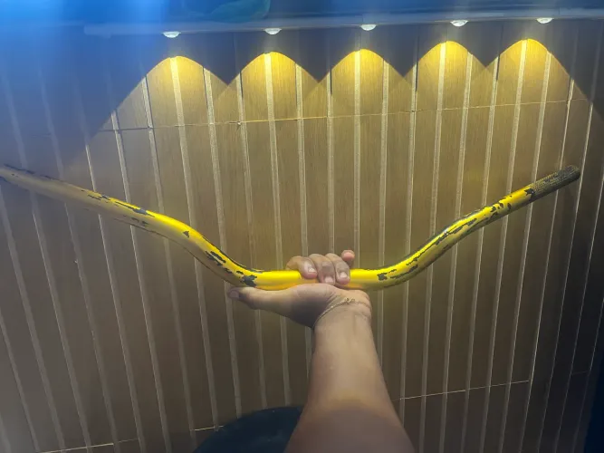 Guidão dourado esportivo