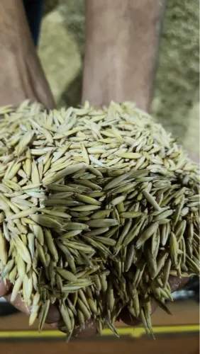 Aveia Branca, Ração para equinos 