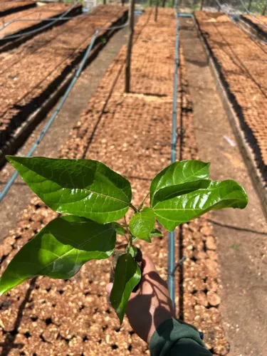 Mudas de maracujá para plantio