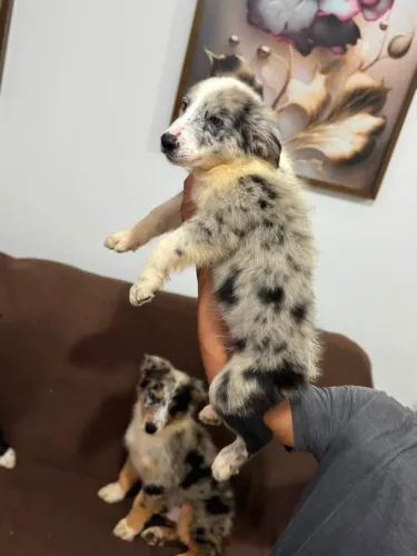 Border Collie Blue Merle 