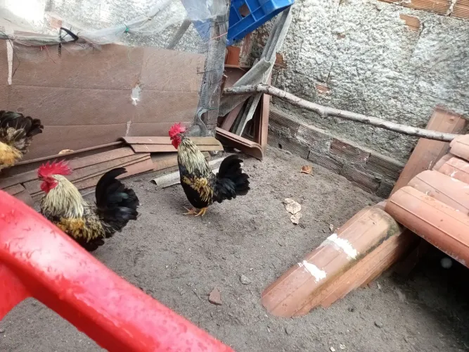 Só tem dois galos da índia aproveita